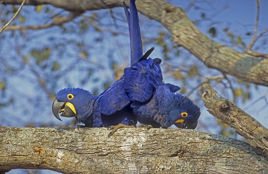 Hyacinth Macaws (Anodorhynchus hyacinthinus) pairing, Pantanal, Brazil, South America