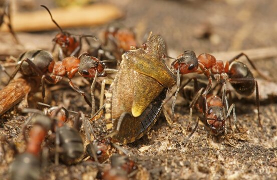 Red Wood Ants (Formica rufa) with captured tree bug, Hesse, Germany