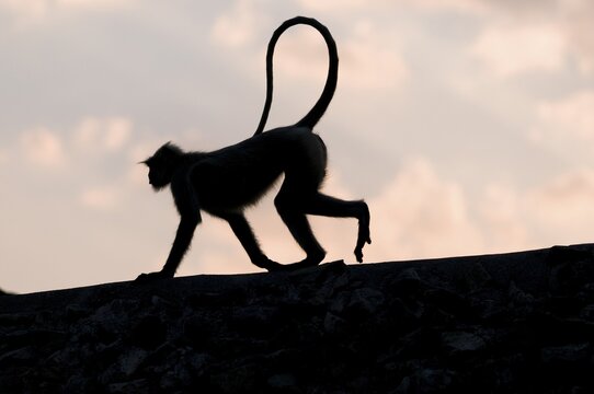Silhouette of a monkey on a wall, ruined city of Mandu, Madhya Pradesh, northern India, Asia