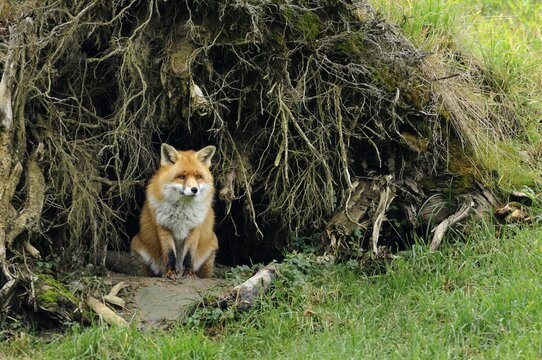Red fox (Vulpes vulpes) looking out of its den