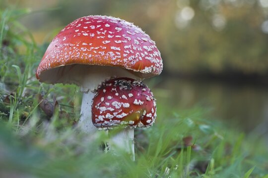 Fly agarics (Amanita muscaria), Emsland, Lower Saxony, Germany