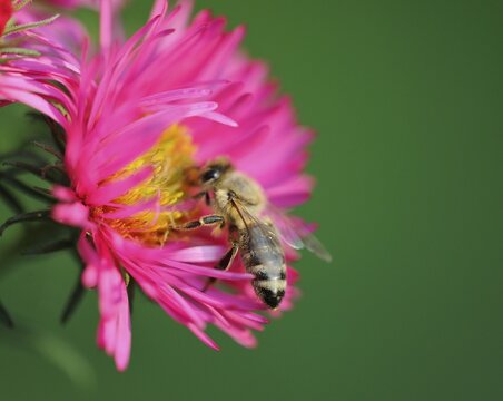 China aster (Callistephus chinensis) with honey bee (Apis mellifera)