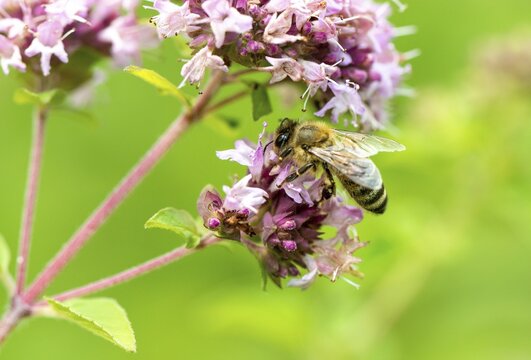 Honey bee (Apis mellifera) on purple flower, wild marjoram (Origanum vulgare), close-up, Germany