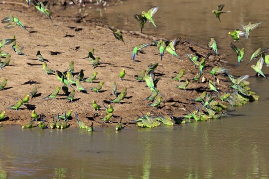 Budgies (Melopsittacus undulatus), flock of birds at water, bathing, drinking, Sturt National Park, New South Wales, Australia
