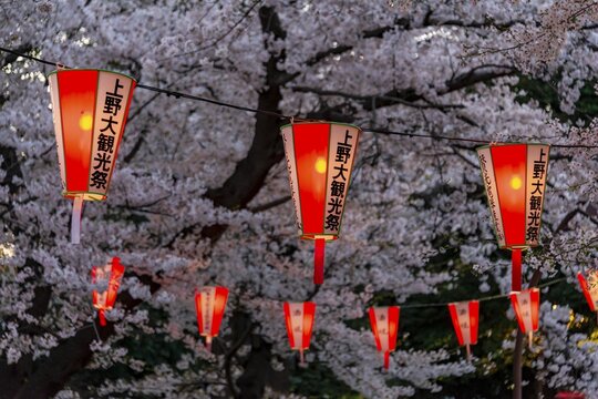 Glowing lanterns in blossoming cherry trees at Hanami Festival in spring, Ueno Park, Tokyo, Japan