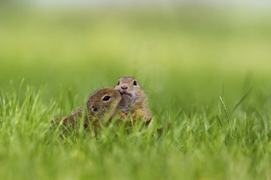 Two young European Ground Squirrels (Spermophilus citellus) making contact, Lake Neusiedl, Austria