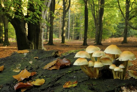 Sulphur tuft (Hypholoma fasciculare)