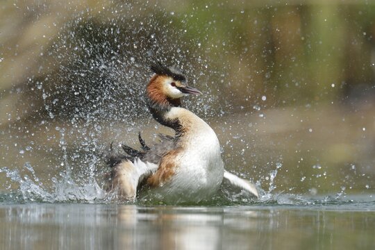Great Crested Grebe (Podiceps cristatus), preening, Lake Lucerne, Luzern, Canton of Lucerne, Switzerland