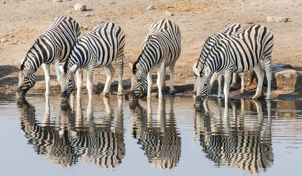Herd of Burchell's Zebras (Equus quagga burchellii) drinking at water, Chudop water hole, Etosha National Park, Namibia