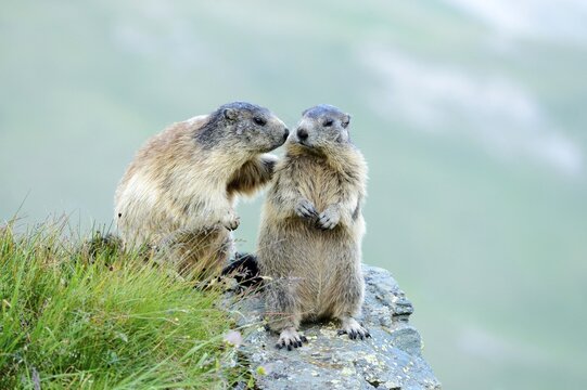 Two Alpine Marmots (Marmota marmota) sniffing each other, Grossglockner, Hohe Tauern National Park, Tyrol, Austria