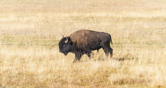 Beefalo, also cattalo or American hybrid, hybrid of North American bison (Bison bison) and domestic cattle (Bos taurus), Grand Canyon National Park, North Rim, Arizona, USA