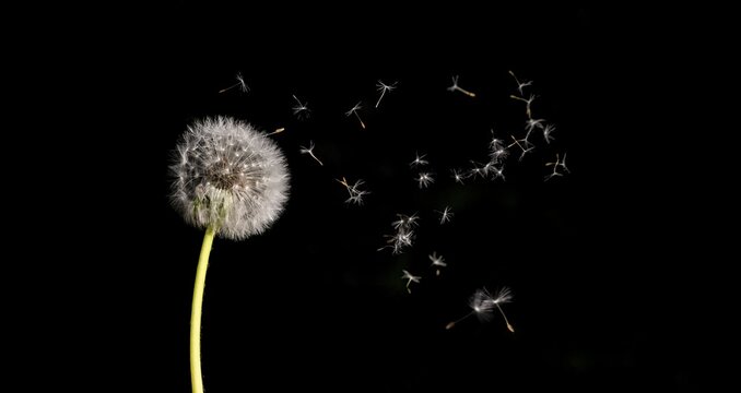 Flying parachutes, seeds of Dandelion (Taraxacum) flying in the air, , black background, Germany