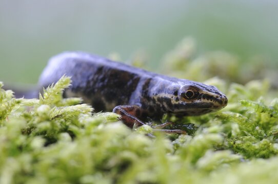 Smooth Newt, Common Newt (Lissotriton vulgaris)