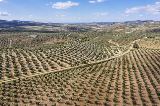 Cultivated olive trees (Olea europaea), aerial view, drone shot, C&oacute;rdoba province, Andalusia, Spain