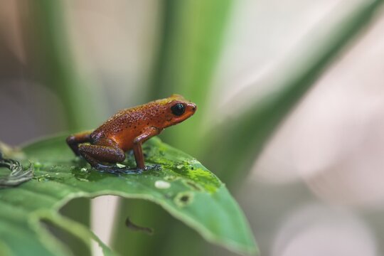 Strawberry poison-dart frog (Oophaga pumilio) perched on a leaf, Heredia Province, Costa Rica