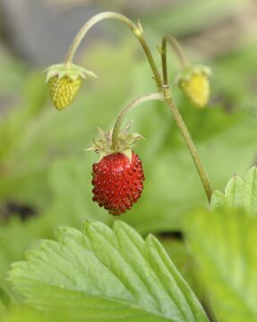 A red ripe and two immature garden strawberries (Fragaria &times; ananassa, Fragaria x magna Syn)