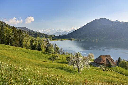 View of Morgarten at Lake Aegeri, in front of a blossoming cherry tree, behind the snow-covered Alps, Ober&auml;geri, Canton Zug, Switzerland