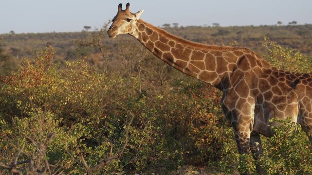 4K 30fps footage of a South African giraffe feeding in the Greater Mapungubwe Conservation Area, Botswana. Wildlife behaviour in natural mopane veld habitat, ideal for documentary and commercial use.