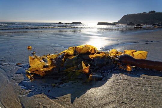 Brown algae (Phaeophyceae) on the sandy beach, Pacific Coast, Cambria, California, United States
