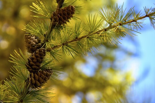 Autumnal yellow larch (Larix) branch with larch cones in the backlight, Schnalstal, Natruns, South Tyrol, Italy