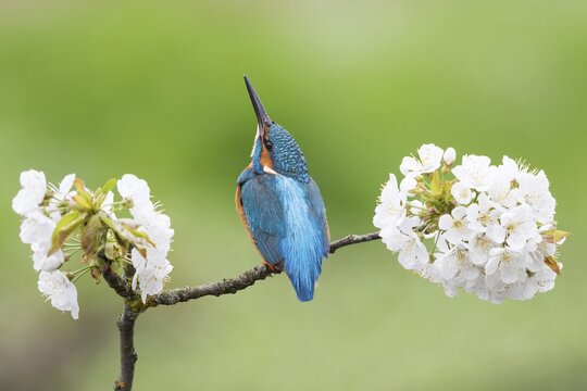 Kingfisher (Alcedo atthis) sitting on blooming branch, wild cherry (Prunus avium), Hesse, Germany