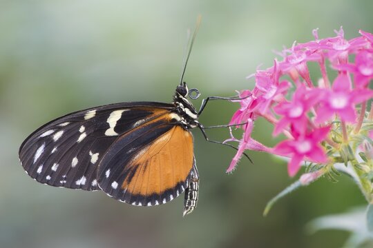 Tiger Longwing (Heliconius hecale), captive, Emsland, Lower Saxony, Germany