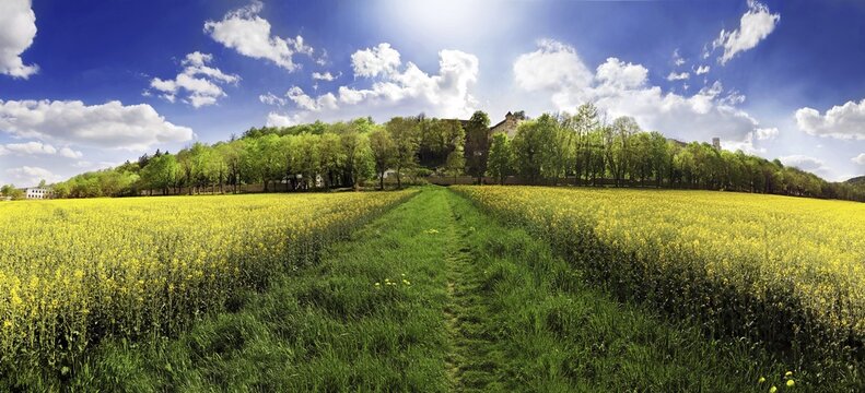 Green footpath in the middle of bright yellow rape fields leading to an avenue of trees of the Willibaldsburg, Willibald Fortress in Eichstaett, Bavaria, Germany, Europe