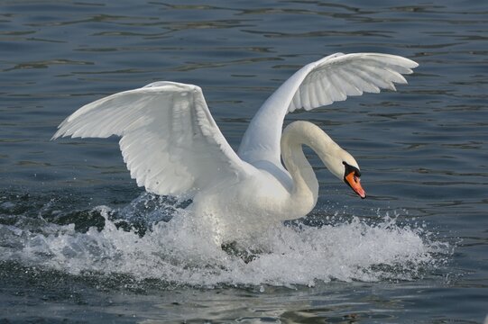 Mute swan (Cygnus olor), landing