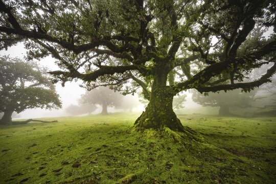 Laurel trees overgrown with moss and plants in the mist, Old laurel forest, stinkwood (Ocotea foetens), Laurisilva, UNESCO World Heritage Site, Fanal, Madeira, Portugal