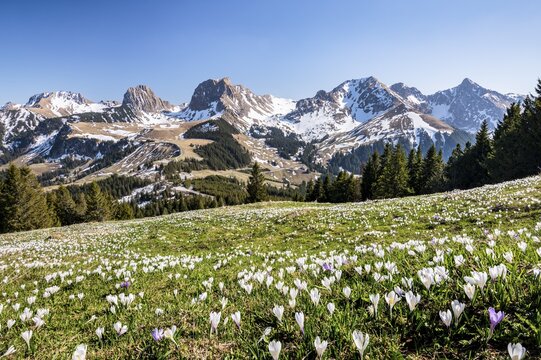 Blossoming crocus meadow near Gurnigelpass, Bernese Alps with N&uuml;nenenflue, Gantrisch, Berg Ochsen, Bernese Oberland, Canton Bern, Switzerland
