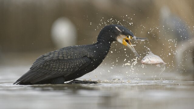 Cormorant (Phalacrocorax carbo), adult in winter plumage fishing, Kiskuns&aacute;g National Park, Hungary