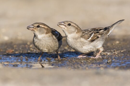 House sparrows (Passer domesticus), female, drinking, Sartene, Corsica, France