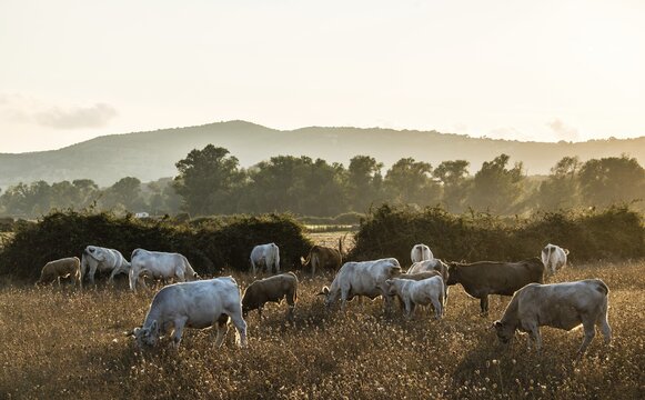 Charolais cattle in a pasture, evening light, Corsica, France