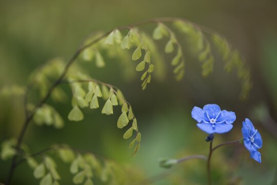 Evergreen or Himalayan maidenhair (Adiantum venustum), sprouting, and creeping navelwort or blue-eyed-Mary (Omphalodes verna), Lower Saxony, Germany