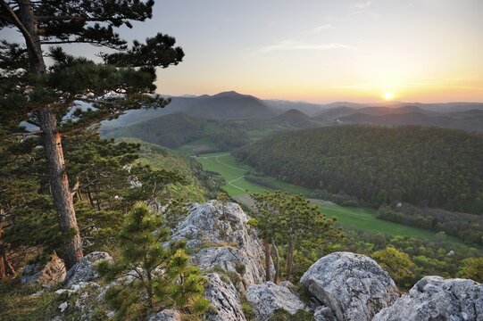 Black pine and Peilstein mountain faces in the evening light, Triestingtal valley, Lower Austria, Austria, Europe