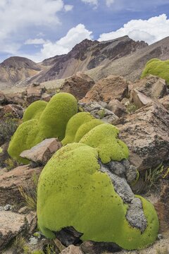 Yareta or Llareta cushion plant (Azorella compacta), Putre, Arica and Parinacota Region, Chile