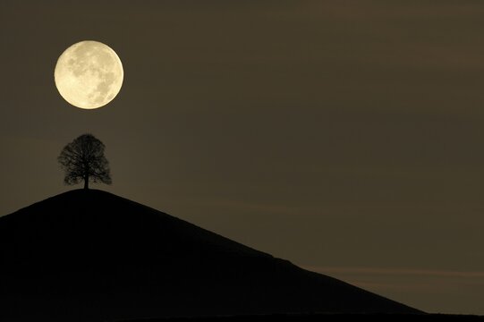 Tree on a moraine hill under a full moon, Hirzel, Switzerland, Europe
