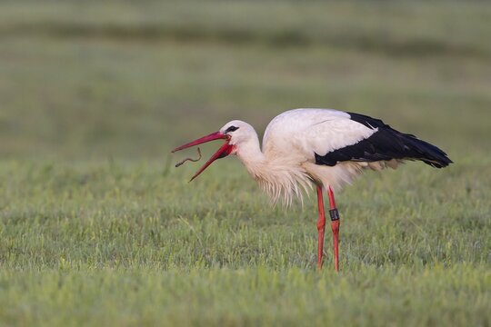 White Stork (Ciconia ciconia), with captured earthworm, North Hesse, Hesse, Germany