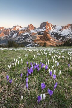 Blossoming crocus meadow near Gurnigelpass, Bernese Alps with N&uuml;nenenflue, Gantrisch, Berg Ochsen, Bernese Oberland, Canton Bern, Switzerland