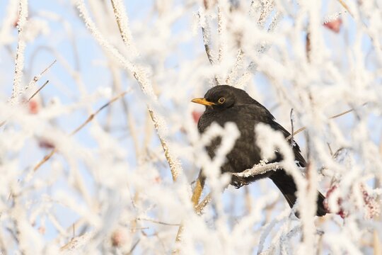 Blackbird (Turdus merula) female sitting on twig with with hoarfrost, Hesse, Germany