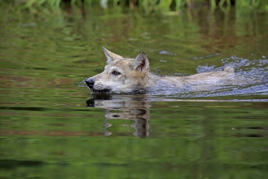 Gray wolf (Canis lupus), young animal swimming in water, Pine County, Minnesota, USA