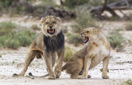 Black-maned lions (Panthera leo vernayi), fairly old animal pair mating, Kalahari Desert, Kgalagadi Transfrontier Park, South Africa