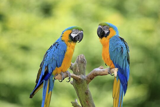 Blue and Yellow Macaws (Ara ararauna), pair, native to South America, captive, Wachenheim, Germany