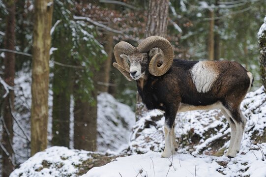European Mouflon (Ovis orientalis musimon), male, in a snowy winter landscape