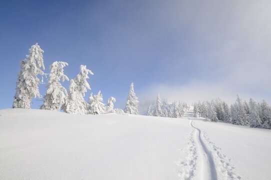 Ascent tracks and deep snow-covered trees on the ridge of Mt. Unterberg, Lower Austria, Austria, Europe