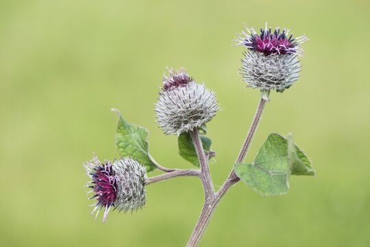 Lesser burdock (Arctium minus), Emsland, Lower Saxony, Germany