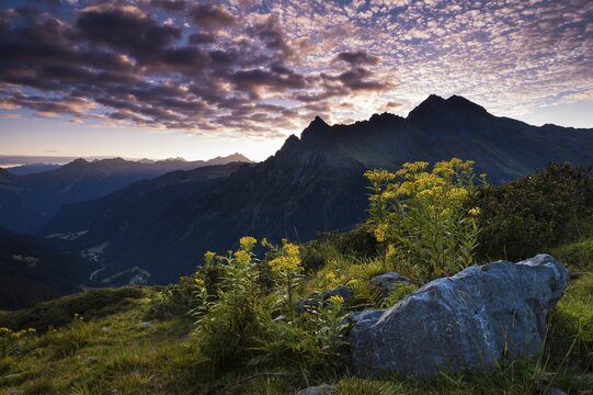 Sunrise, Wood Ragwort (Senecio ovatus) at the front, Gargellen, Montafon, Vorarlberg, Austria