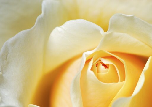 Detail of a rose (Rosa) blossom, Mindelheim, Lower Allgaeu, Bavaria, Germany, Europe