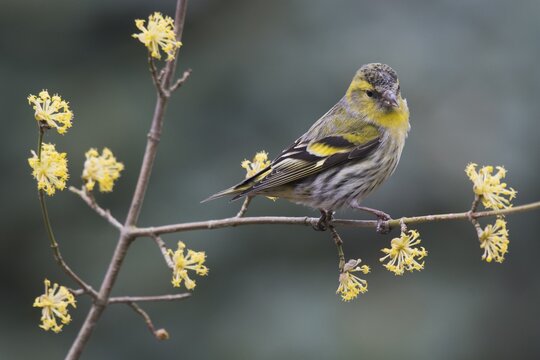 Eurasian siskin (Carduelis spinus), male sits on twig of a Cornelian cherry (Cornus mas), Emsland, Lower Saxony, Germany