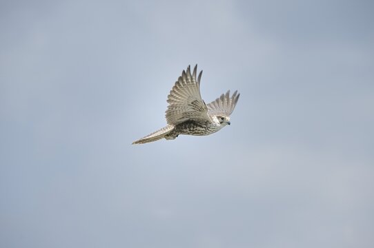 Saker falcon (Falco cherrug), Carinthia, Austria, Europe